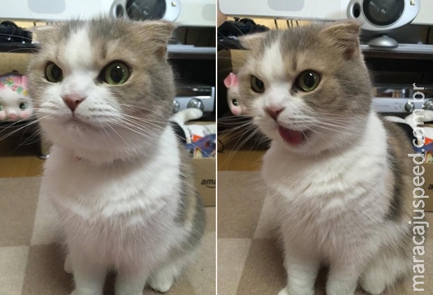 Gato faz sucesso ao fazer cara de surpresa, alegria, dúvida e até raiva Gato faz sucesso ao fazer cara de surpresa, alegria, dúvida e até raiva