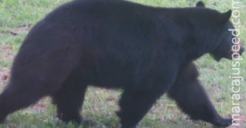Urso invade padaria, come 38 tortas e leva duas para "viagem" Urso invade padaria, come 38 tortas e leva duas para "viagem"