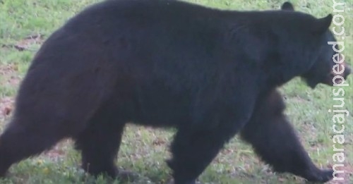 Urso invade padaria, come 38 tortas e leva duas para "viagem"