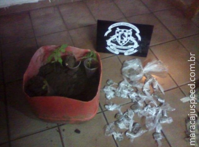 Jovem é preso após polícia encontrar cinco pés de maconha na casa dele