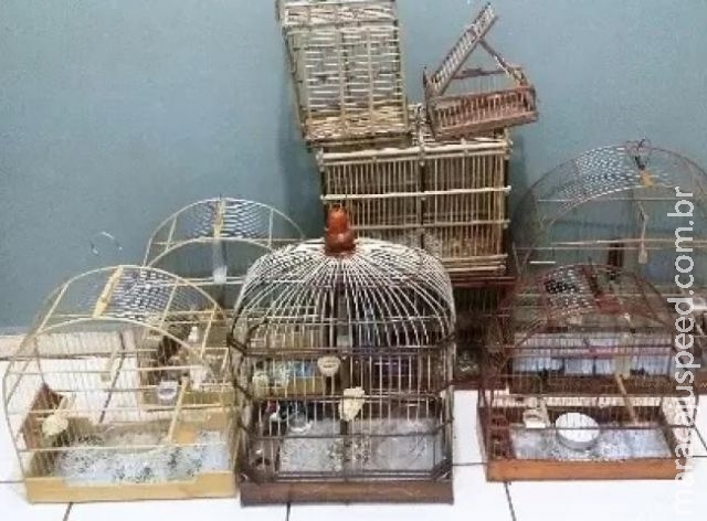 Homem é multado em R$ 3 mil por transportar aves silvestres ilegalmente