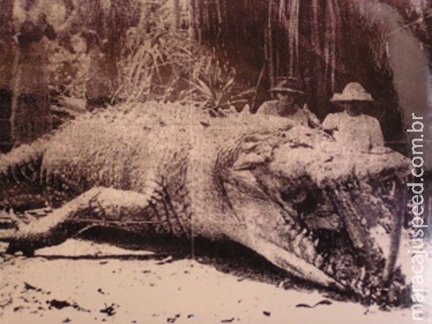 Foto de crocodilo monstro de 8,6 m morto em 1957 gera debate na web