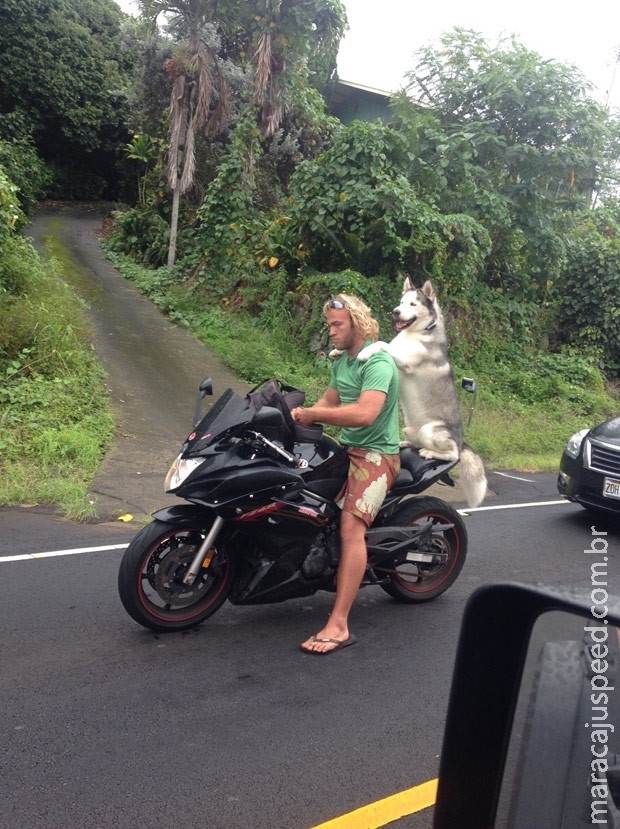 Cão faz sucesso ao ser fotografado passeando de carona em moto Cão faz sucesso ao ser fotografado passeando de carona em moto