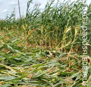 Marcas em milharal gera polêmica sobre presença de ovnis em Sidrolândia Marcas em milharal gera polêmica sobre presença de ovnis em Sidrolândia