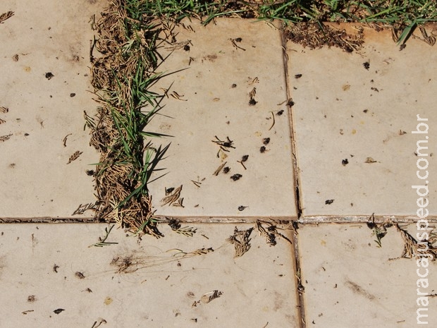 Abelhas expulsam de moradores a jardineiro em casa de Campo Grande