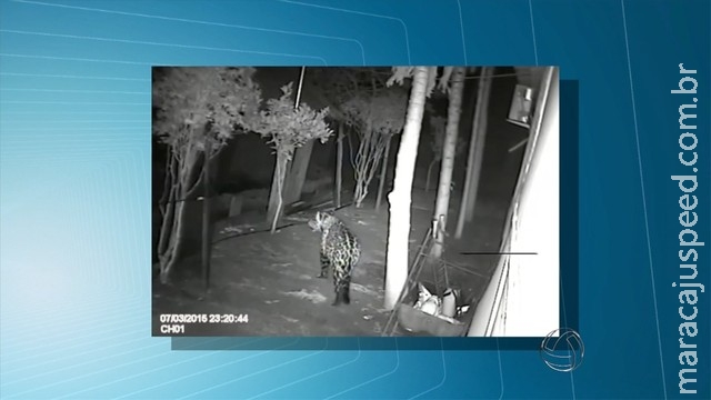 Onça-pintada visita casa de pescador no Pantanal, MS; veja vídeo Onça-pintada visita casa de pescador no Pantanal, MS; veja vídeo