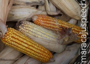 Armazenamento inadequado de grãos resulta em cerca de 15% de perdas