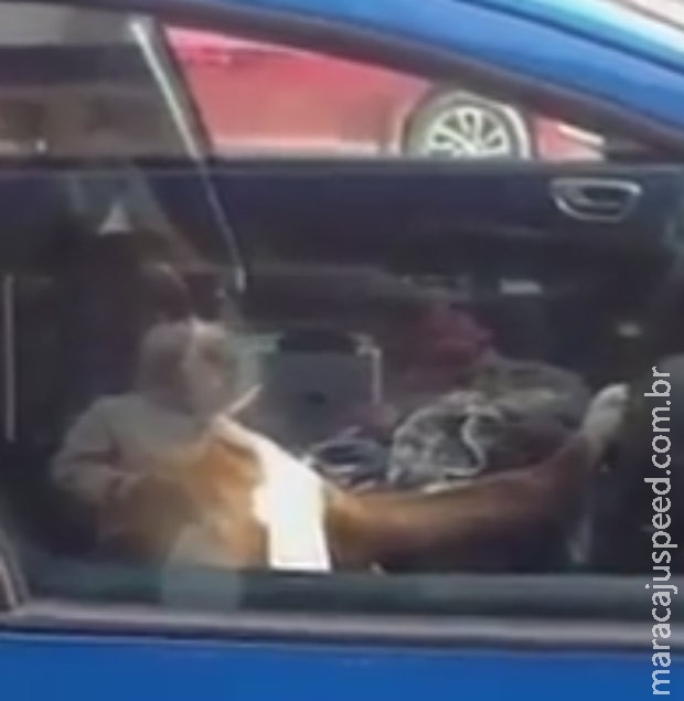 Deixado sozinho em carro, cão é filmado buzinando