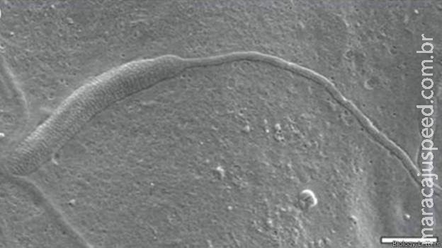 Espermatozoide de 50 milhões de anos é encontrado na Antártica
