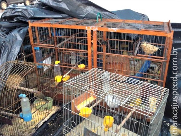 Idoso é preso após manter em cativeiro animais silvestres em MS Idoso é preso após manter em cativeiro animais silvestres em MS
