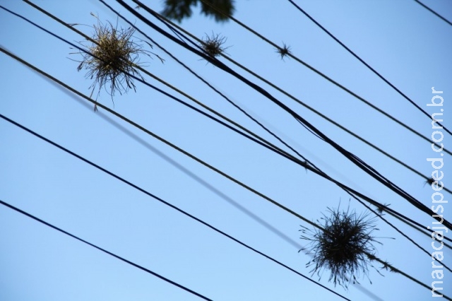 Plantas que não dependem de terra vivem até em fiação elétrica Plantas que não dependem de terra vivem até em fiação elétrica