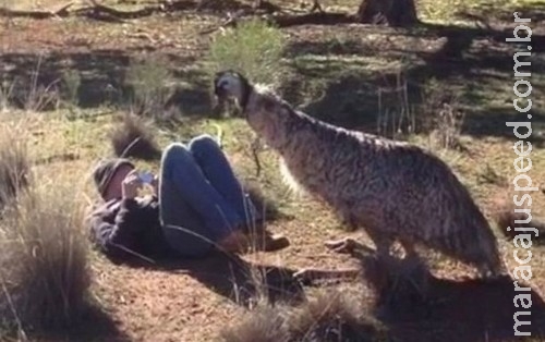 Emu se empolga e tenta acasalar com turista