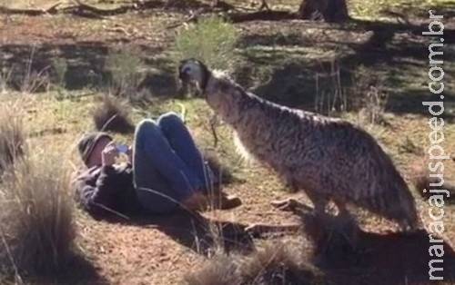 Emu se empolga e tenta acasalar com turista Emu se empolga e tenta acasalar com turista