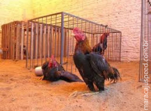 Paranaenses são presos com galos utilizados em briga de rinha na BR-163