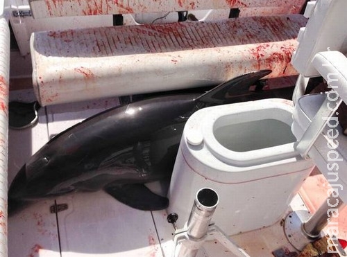 Golfinho pula em barco e quebra tornozelos de mulher Golfinho pula em barco e quebra tornozelos de mulher