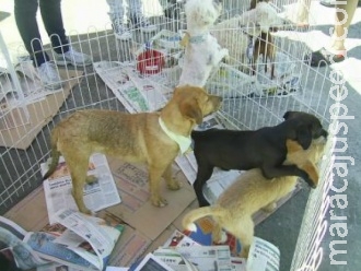 Projeto garante proteção de animais e incentiva doações Projeto garante proteção de animais e incentiva doações