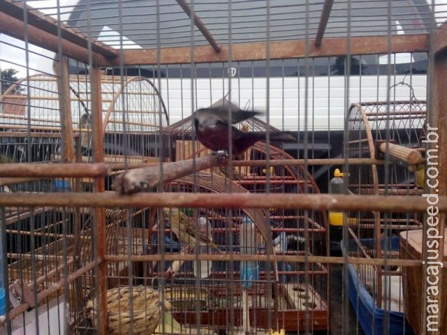PMA autua traficante em R$ 9 mil por vender e manter aves silvestres ilegalmente em cativeiro