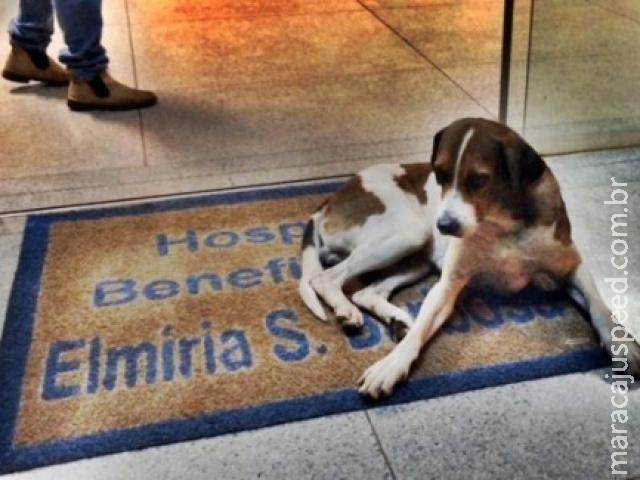 Dona morre, cachorro comove ao fazer plantão em porta de hospital e é adotado Dona morre, cachorro comove ao fazer plantão em porta de hospital e é adotado