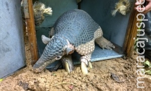 Foco de pesquisa, tatu gigante do Pantanal é encontrado morto Foco de pesquisa, tatu gigante do Pantanal é encontrado morto