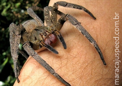 Picada de aranha brasileira pode ser o substituto do Viagra Picada de aranha brasileira pode ser o substituto do Viagra