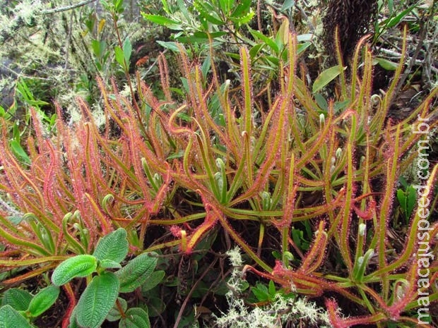 Nova planta carnívora é descoberta no Brasil graças a foto em rede social Nova planta carnívora é descoberta no Brasil graças a foto em rede social