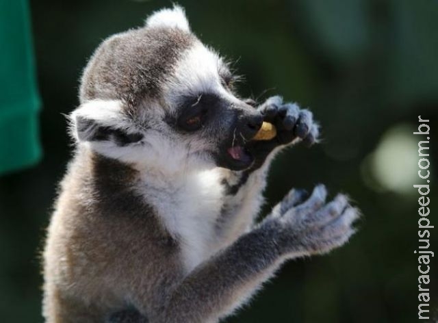 Crise grega coloca em risco animais do zoológico por falta de alimento