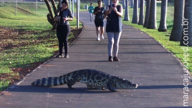 Jacaré é flagrado ao atravessar pista de caminhada em Três Lagoas Jacaré é flagrado ao atravessar pista de caminhada em Três Lagoas