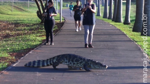 Jacaré é flagrado ao atravessar pista de caminhada em Três Lagoas