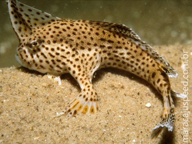 Espécie de peixe "com mãos" pode desaparecer Espécie de peixe "com mãos" pode desaparecer