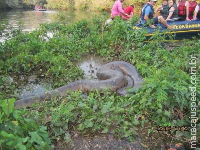 Sucuri gigante aparece e vira atração de passeio turístico em Bonito Sucuri gigante aparece e vira atração de passeio turístico em Bonito