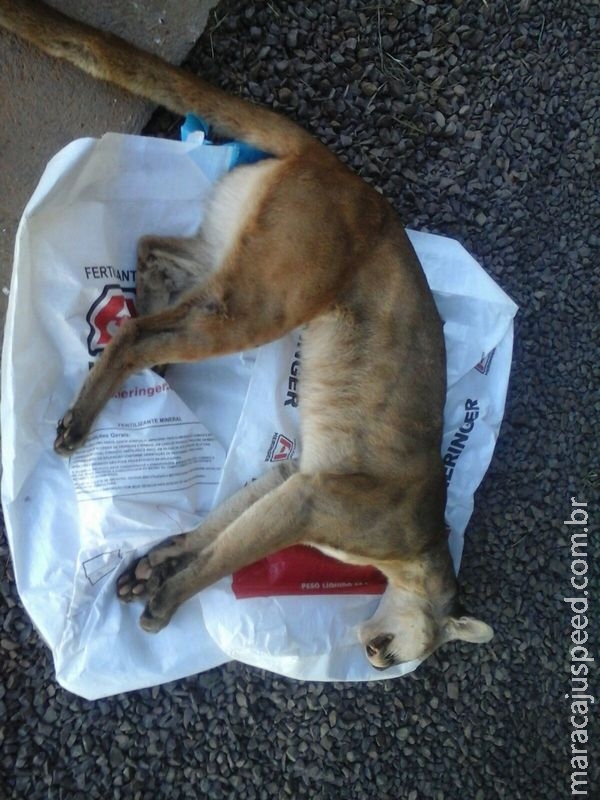 PMA socorre onça-parda atropelada na BR 158 em Três Lagoas PMA socorre onça-parda atropelada na BR 158 em Três Lagoas
