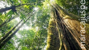 Mais de 75% das florestas primárias do mundo não existem mais Mais de 75% das florestas primárias do mundo não existem mais