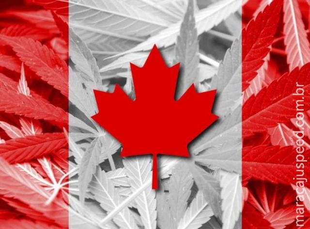 Universidade no Canadá oferece curso de gestão da maconha Universidade no Canadá oferece curso de gestão da maconha