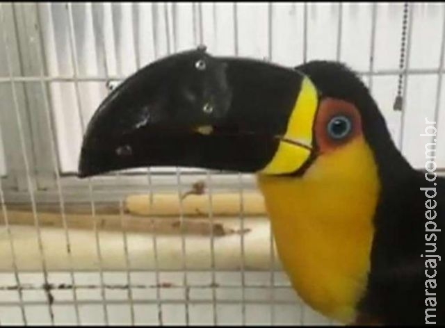 Tucano vítima de mau-tratos ganha bico feito em impressora 3D Tucano vítima de mau-tratos ganha bico feito em impressora 3D