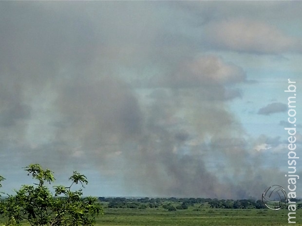 Pantanal de MS registra média de 20 focos de incêndio por dia em agosto Pantanal de MS registra média de 20 focos de incêndio por dia em agosto