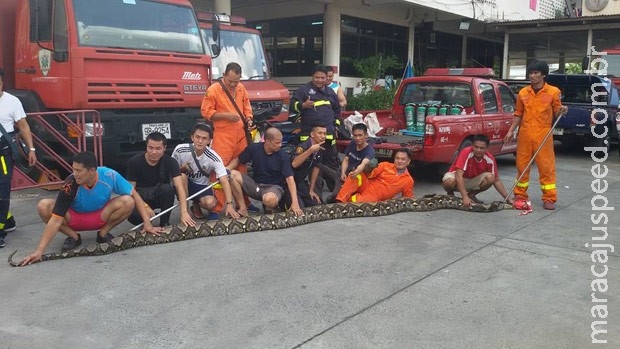 Cobra de mais de 7 m é encontrada perto de restaurante na Tailândia