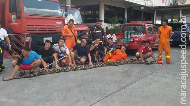Cobra de mais de 7 m é encontrada perto de restaurante na Tailândia Cobra de mais de 7 m é encontrada perto de restaurante na Tailândia
