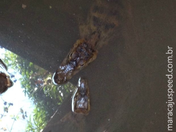 Jacarés são usados por traficante para amedrontar devedores em MT
