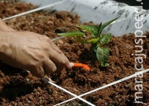 Melhor gestão do solo pode elevar produção de alimentos em 58% Melhor gestão do solo pode elevar produção de alimentos em 58%