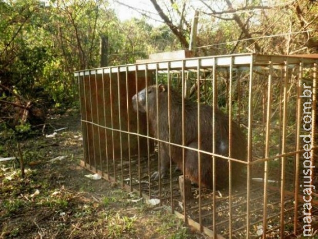 Caçador é preso com capivara de 100 kg e confessa que mataria para comer