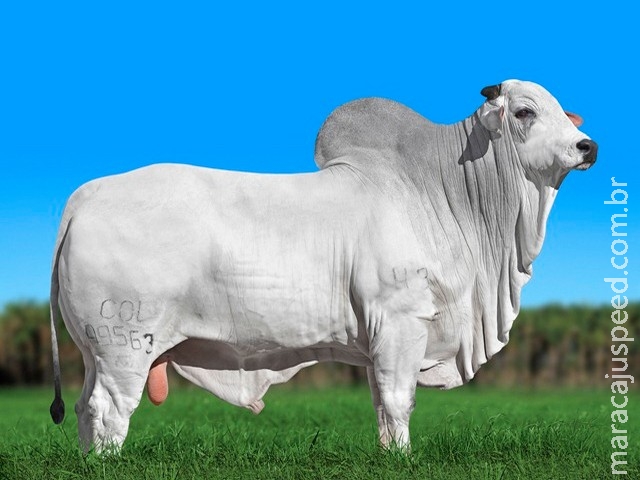 Bovinos de MS comprovam impacto da genética na produção e são destaque em evento nacional Bovinos de MS comprovam impacto da genética na produção e são destaque em evento nacional