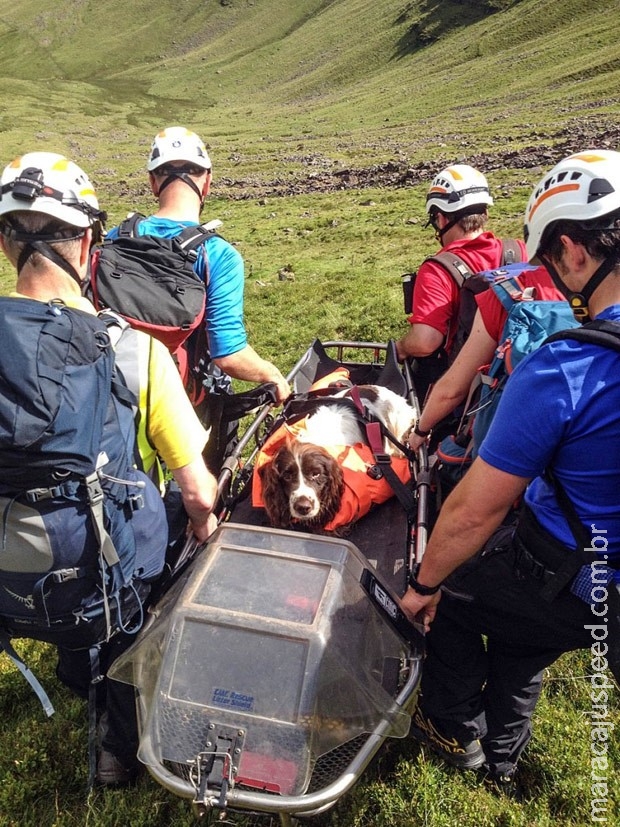 Cão sobrevive incrivelmente de queda de penhasco de 200 metros
