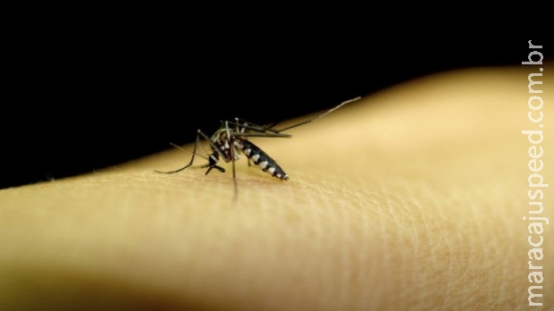 Teste final da vacina da dengue acontecerá em outubro Teste final da vacina da dengue acontecerá em outubro