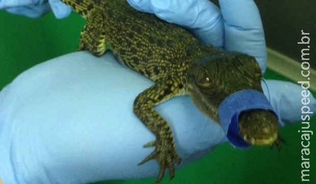 Homem é multado em R$ 14,7 mil após levar crocodilo em voo Homem é multado em R$ 14,7 mil após levar crocodilo em voo