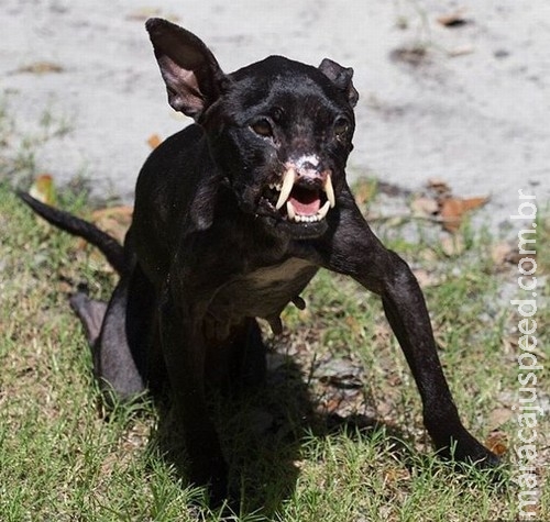 Grupo resgata pitbull com metade da face e espera novo lar