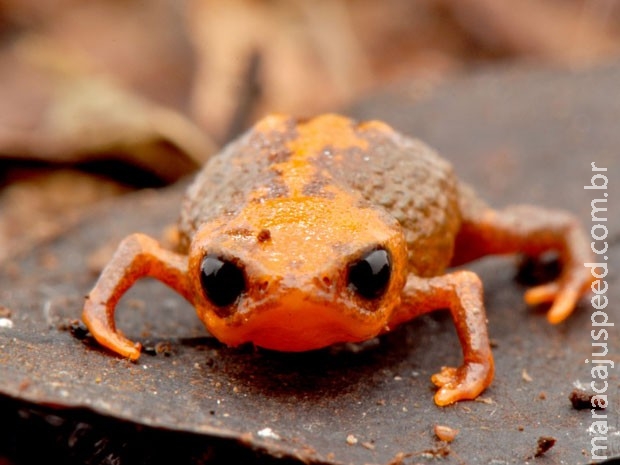 Cientistas descobrem espécie de sapo minúsculo no Brasil Cientistas descobrem espécie de sapo minúsculo no Brasil