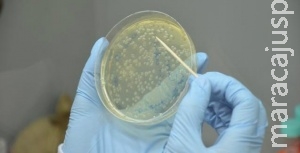Controle de microrganismos melhora a eficiência na geração de etanol Controle de microrganismos melhora a eficiência na geração de etanol