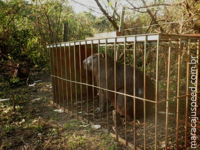 PMA prende caçador em flagrante que caçava com armadilha e havia capturado capivara de cerca de 100 kg