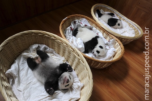 Centro de reprodução de pandas na China apresenta 10 filhotes ao público Centro de reprodução de pandas na China apresenta 10 filhotes ao público