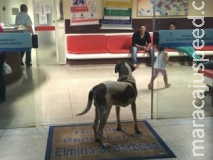 À espera de dona que morreu, cão dorme em porta de hospital por 8 dias À espera de dona que morreu, cão dorme em porta de hospital por 8 dias